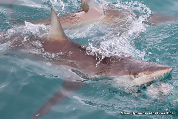 Bronze Whaler shark, South Africa