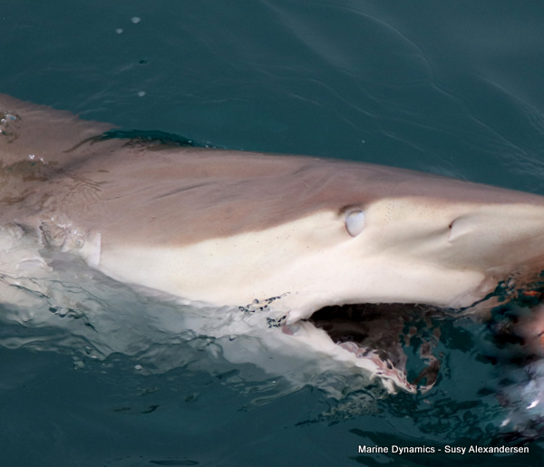 Bronze whaler shark
