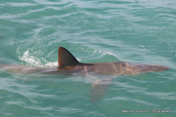 Bronze Whaler shark, South Africa, Gansbaai