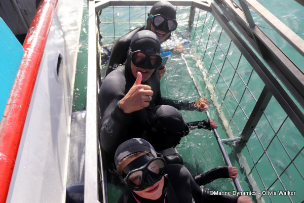 Shark Cage Diving, South Africa