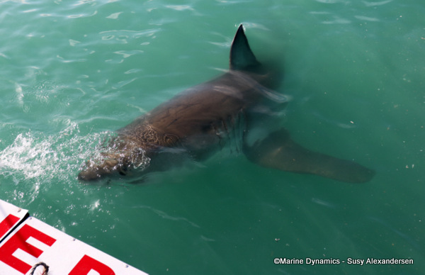 Great white shark
