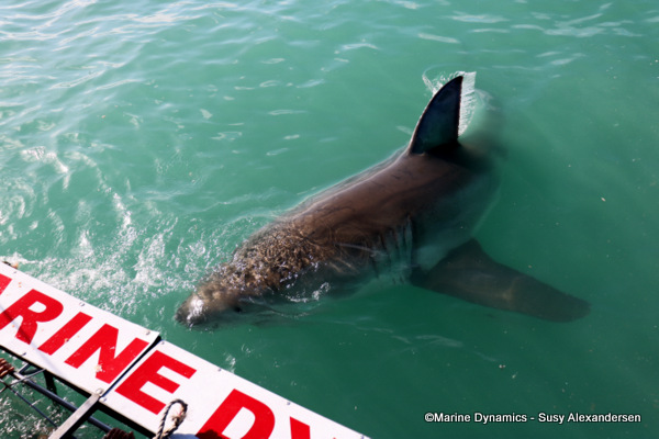 Great white shark
