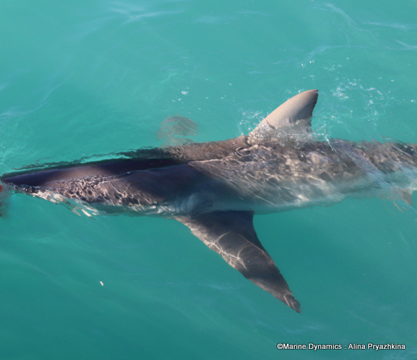 Bronze whaler shark