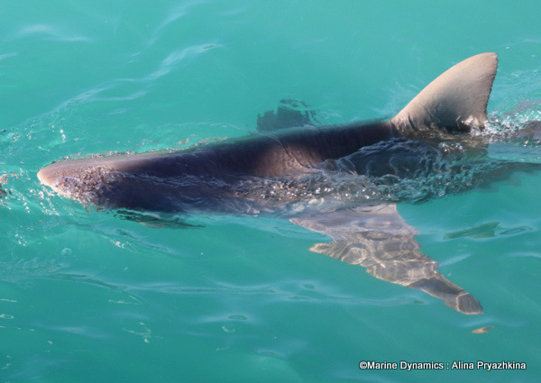 Bronze whaler shark