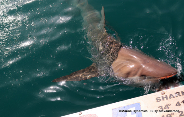 Bronze whaler shark