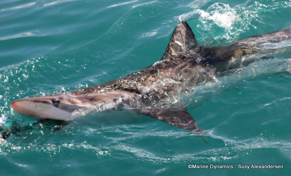Bronze whaler shark