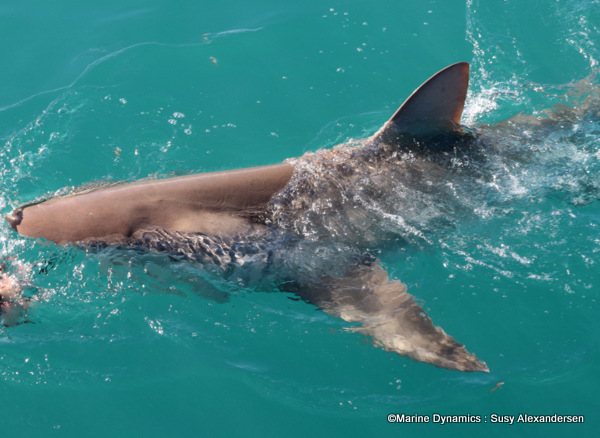 Bronze whaler shark