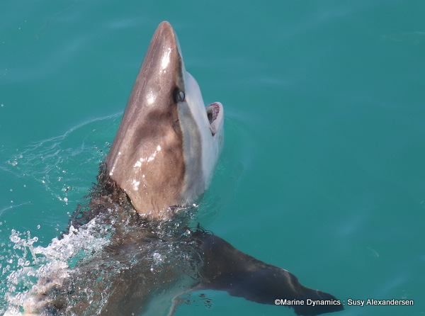 Bronze whaler shark