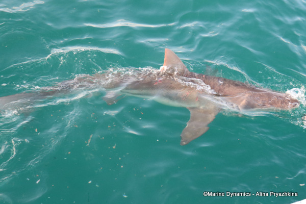 Bronze whaler, Gansbaai, South Africa