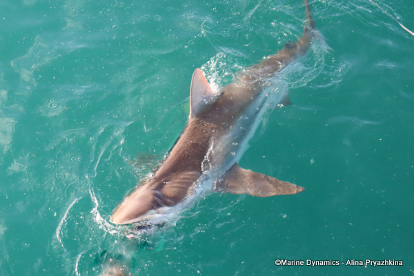 Bronze whaler, GAnsbaai