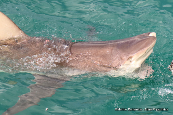 Bronze whaler, Gansbaai