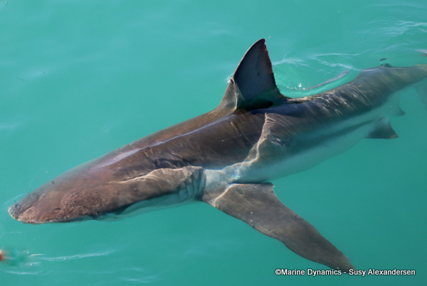 Bronze whaler shark