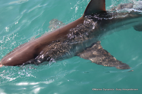 Bronze whaler shark