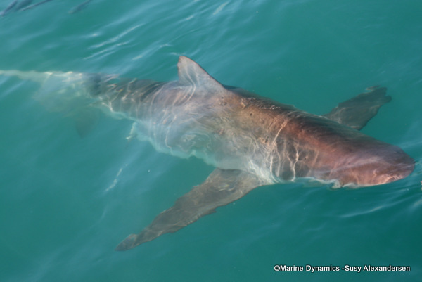 Bronze whaler shark