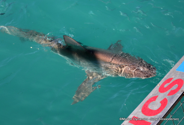 Bronze whaler shark