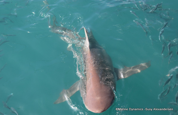 Bronze whaler shark