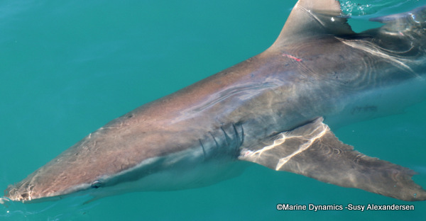 Bronze whaler shark