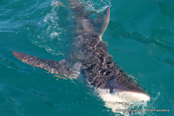 Bronze Whaler shark, South Africa