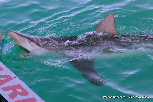 Bronze Whaler shark, South Africa