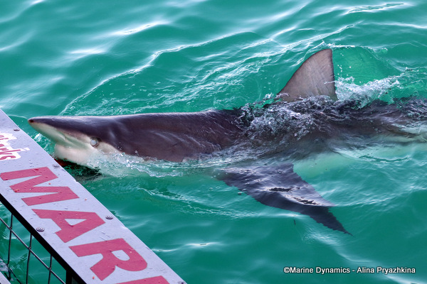 Bronze Whaler shark, South Africa