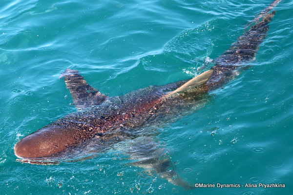 Bronze Whaler shark, South Africa