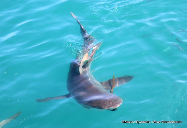 Bronze whaler shark