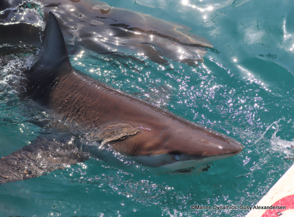 Bronze whaler shark