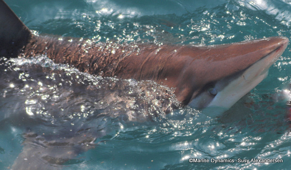 Bronze whaler shark