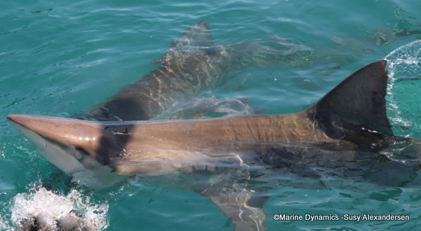 Bronze whaler shark