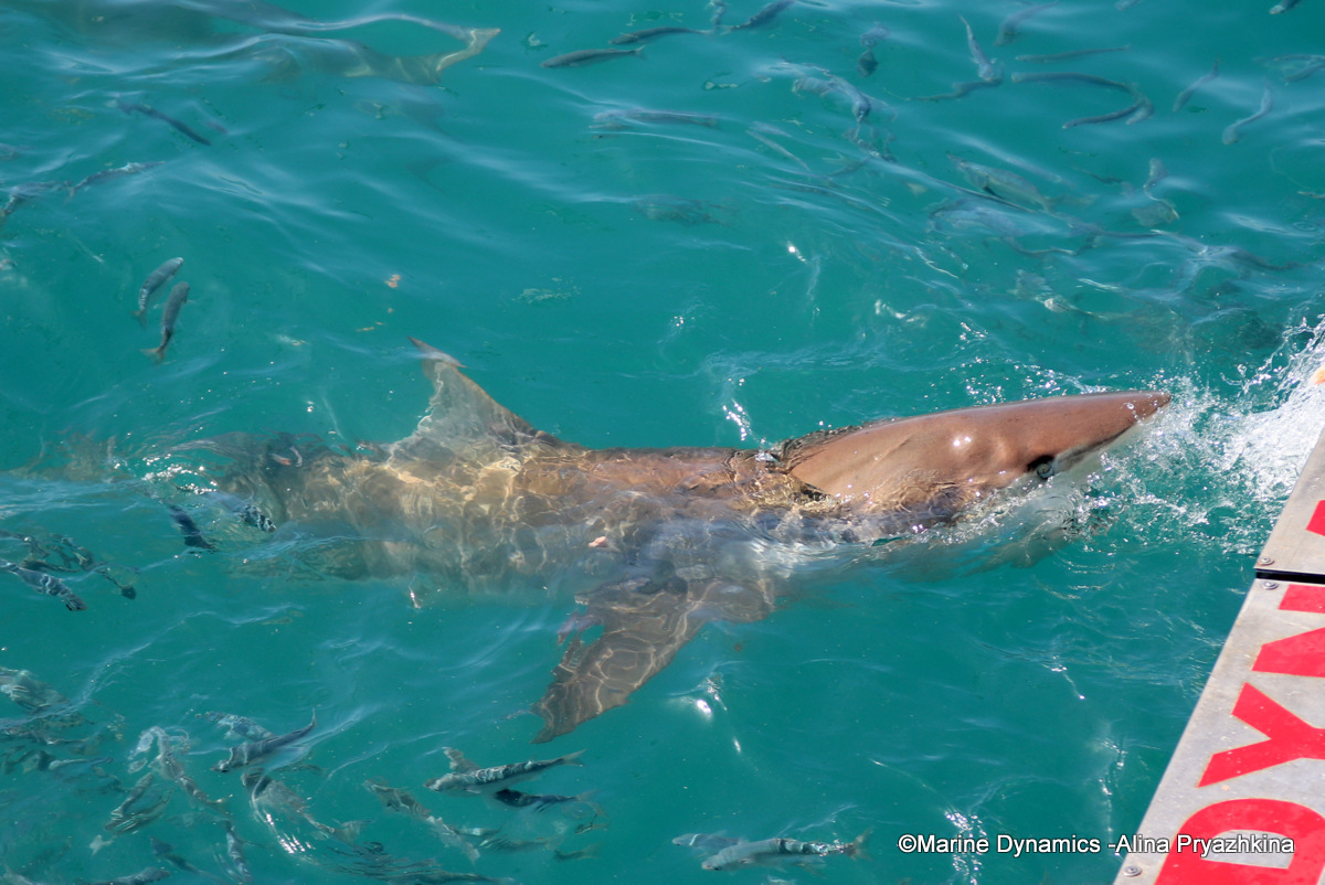 Bronze whaler shark