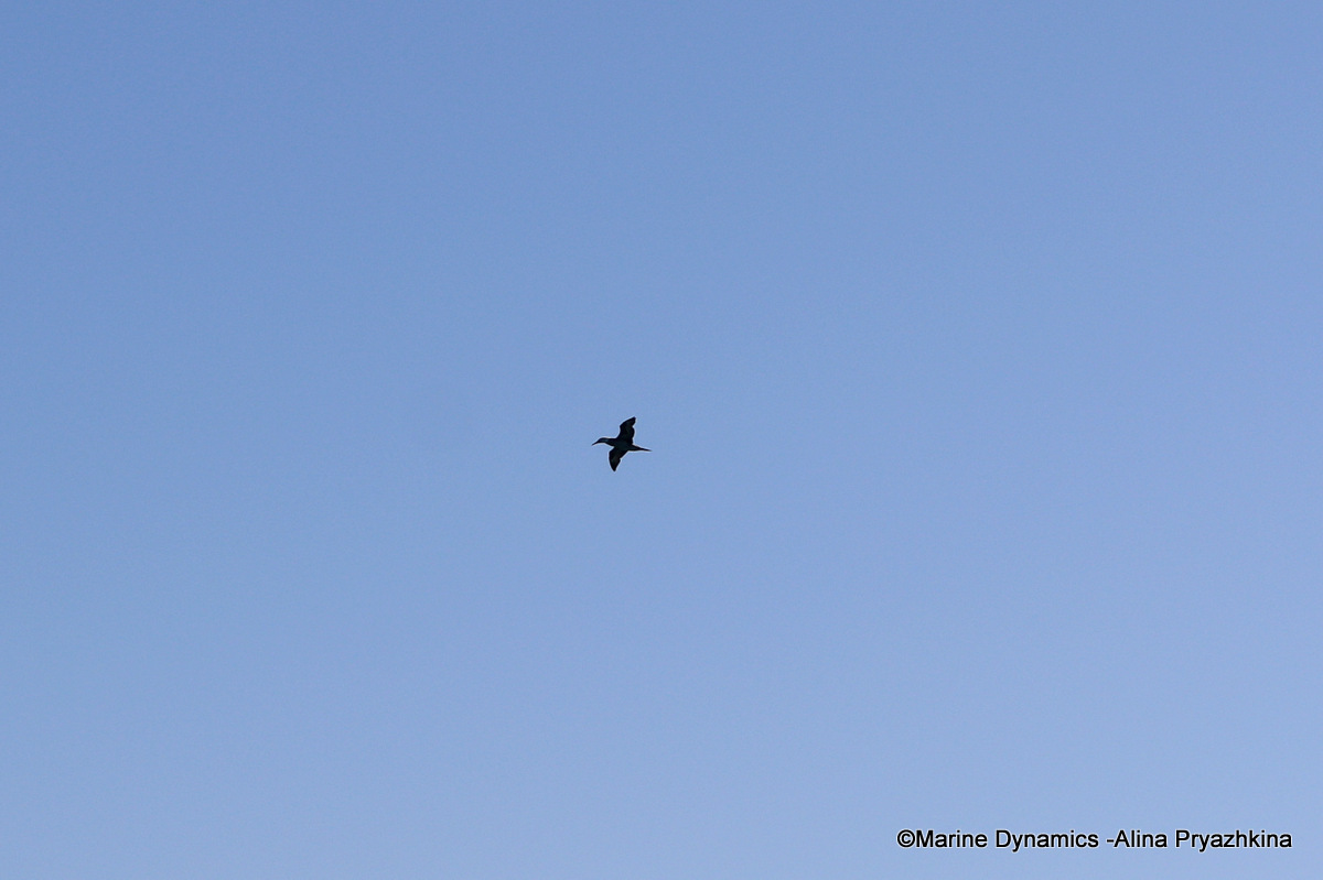 Cape gannet