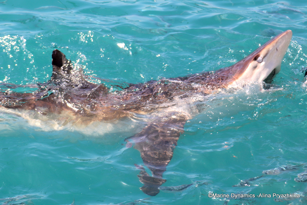 Bronze whaler shark