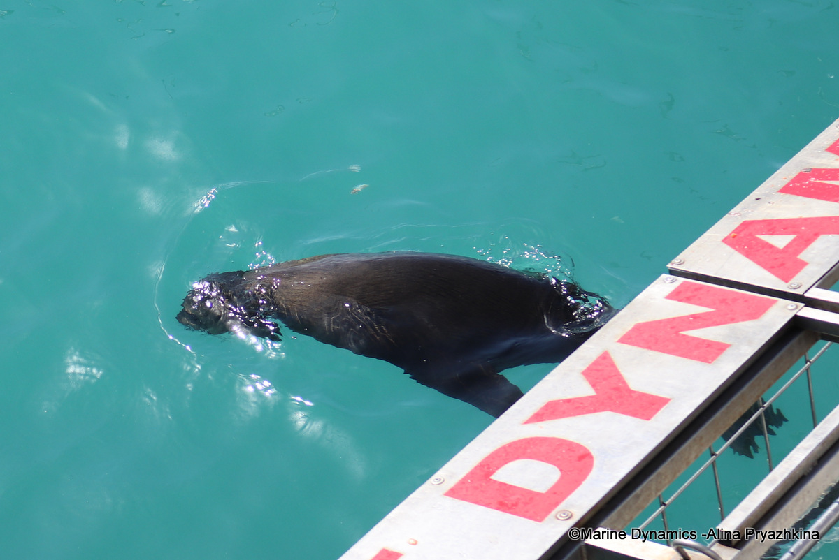 Cape fur seal