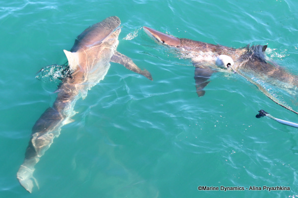 Bronze Whaler shark, South Africa