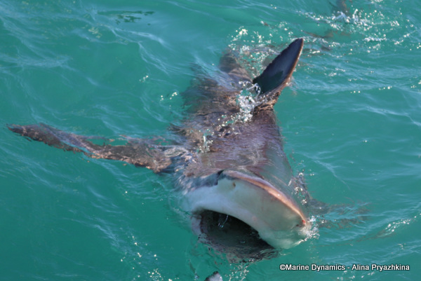 Bronze Whaler shark, South Africa