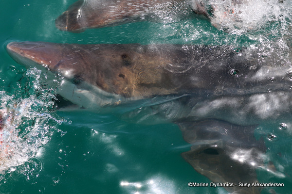 Bronze whaler shark