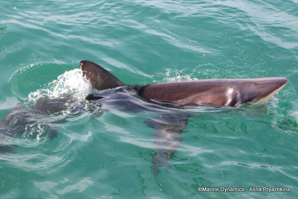 Bronze whaler, GAnsbaai, South Africa