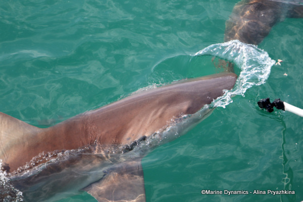 Bronze whaler, GAnsbaai, South Africa