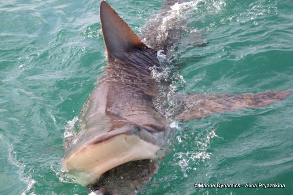 Bronze whaler, GAnsbaai, South Africa