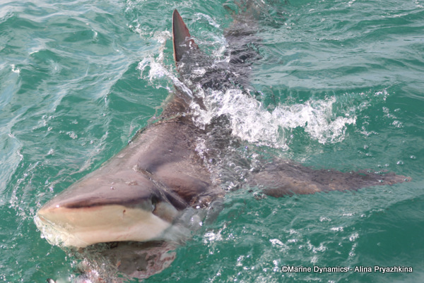 Bronze whaler, GAnsbaai, South Africa