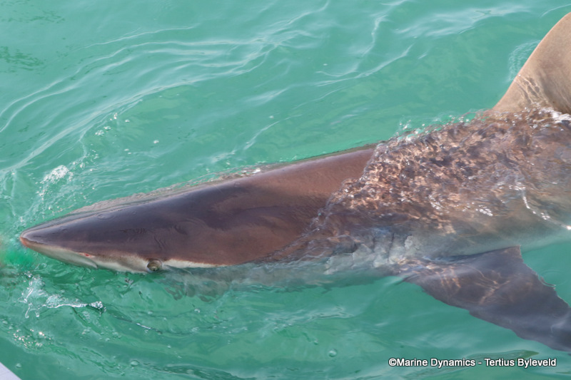 Bronze Whaler shark, South Africa