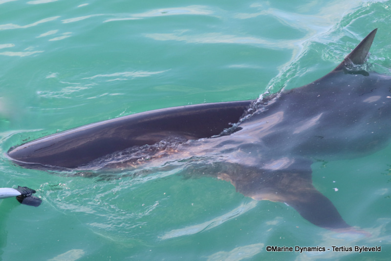 Bronze Whaler shark, South Africa