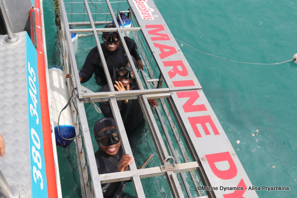 Shark cage diving