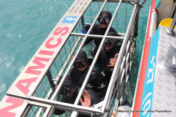 Shark cage diving