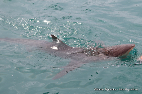 Bronze whalers, Gansbaai, South Africa