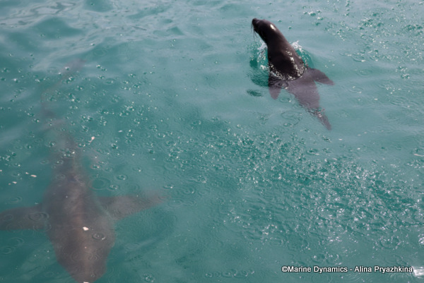 Bronze whalers, Gansbaai, South Africa