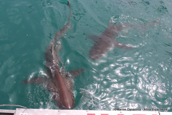 Bronze whaler, Gansbaai, South Africa