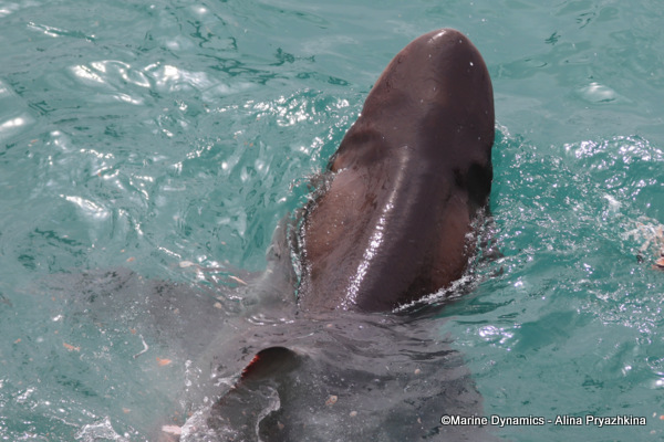 Bronze whaler, Gansbaai, South Africa