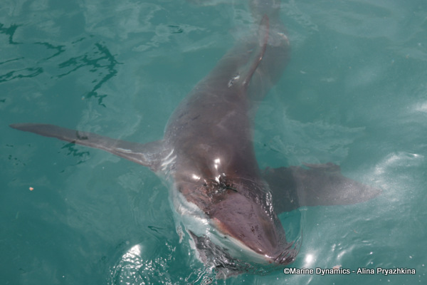 Bronze whaler, Gansbaai, South Africa