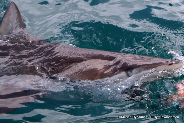 Bronze Whaler shark, South Africa